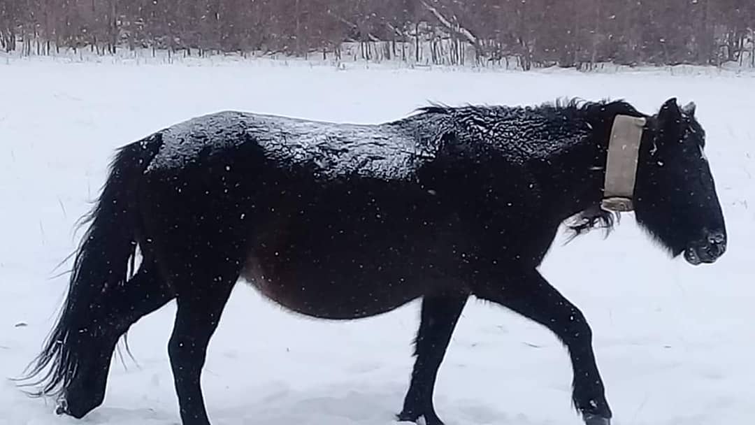 Использование GPS/ГЛОНАСС трекера ADM50 для отслеживания животных Использование GPS/ГЛОНАСС трекера ADM50 для отслеживания животных